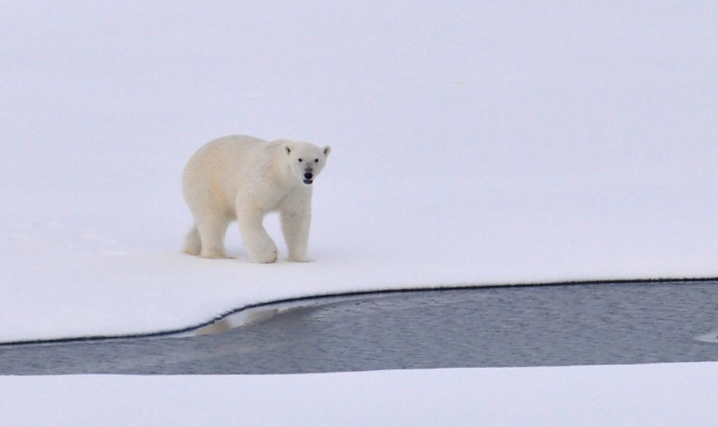 St. Albert the Great and polar bears, oh my!