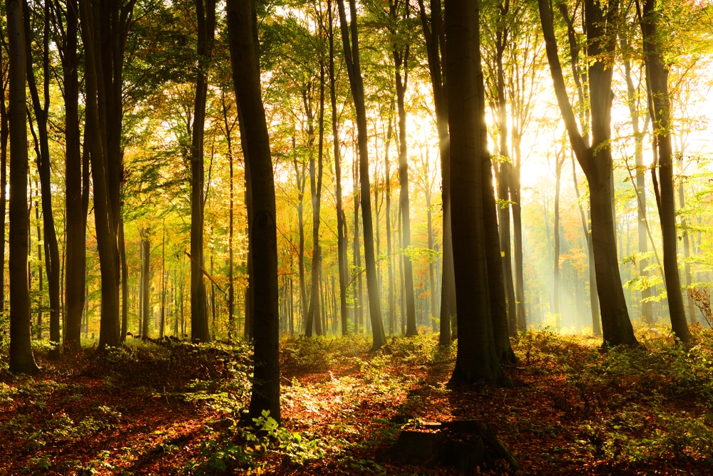 A daily examen for children and teens